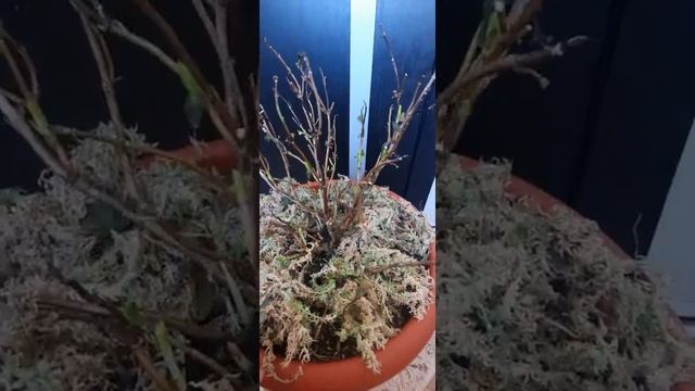 проснулась гортензия. смотреть онлайн