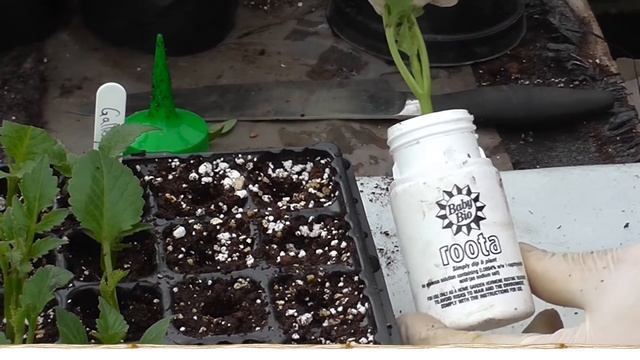 How to take dahlia cuttings with Ian and Liam Ledger смотреть онлайн
