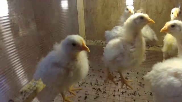 Обзор двухнедельных цыплят // РОСС308, Леггорны, Декалбы // Новости 20.04.2017 смотреть онлайн