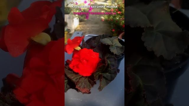 Клубневая бегония Мокка. Tuberous begonia Mocca. #shorts, смотреть онлайн