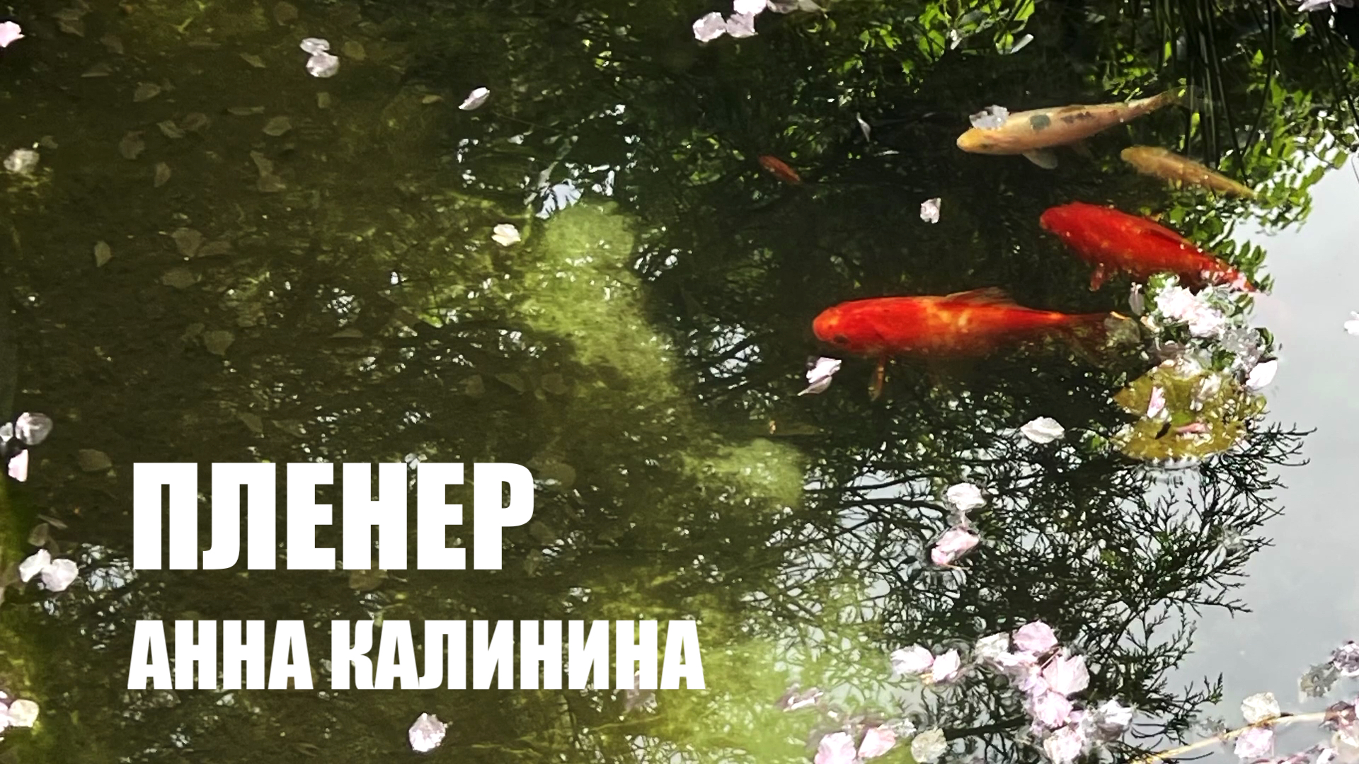 ЧУВСТВО СВОБОДЫ ПЛЕНЕР смотреть онлайн