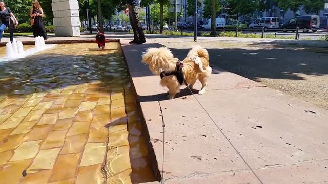 Кекс. Парк. Фонтан. Другие собаки (Пекинес / собака) смотреть онлайн