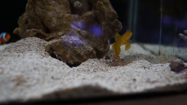An Unlikely Duo - The Pistol Shrimp & Watchman Goby! смотреть онлайн