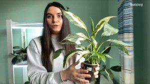 Уход за спатифиллумом, вариегатные сорта.