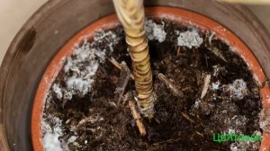 Плесень в горшке с цветами