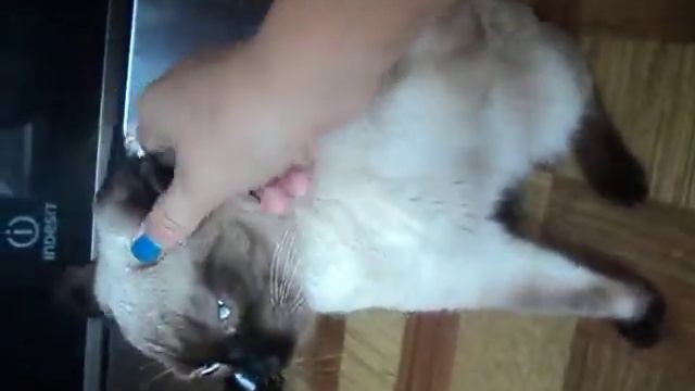 Злой КотЭ смотреть онлайн