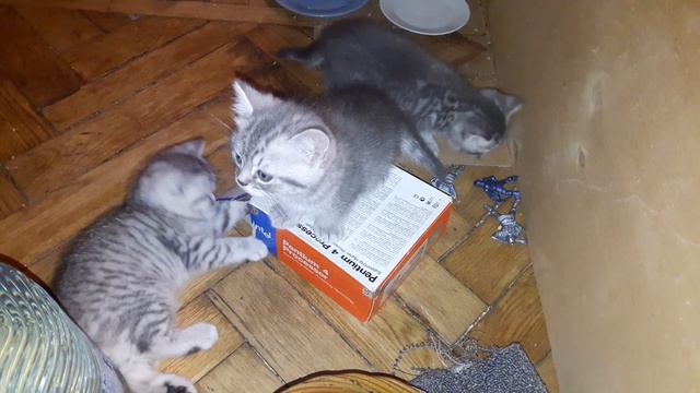 Kitten inside смотреть онлайн