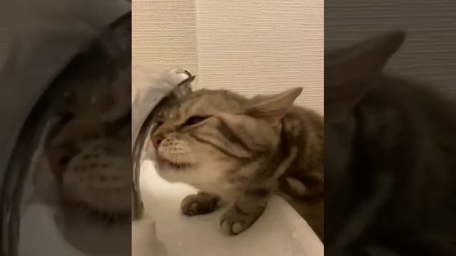 VID_20231114_091224_271.mp4