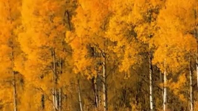 Осень золотая.flv смотреть онлайн