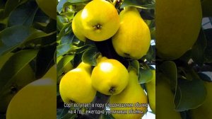 Груша для Урала: лучшие сорта