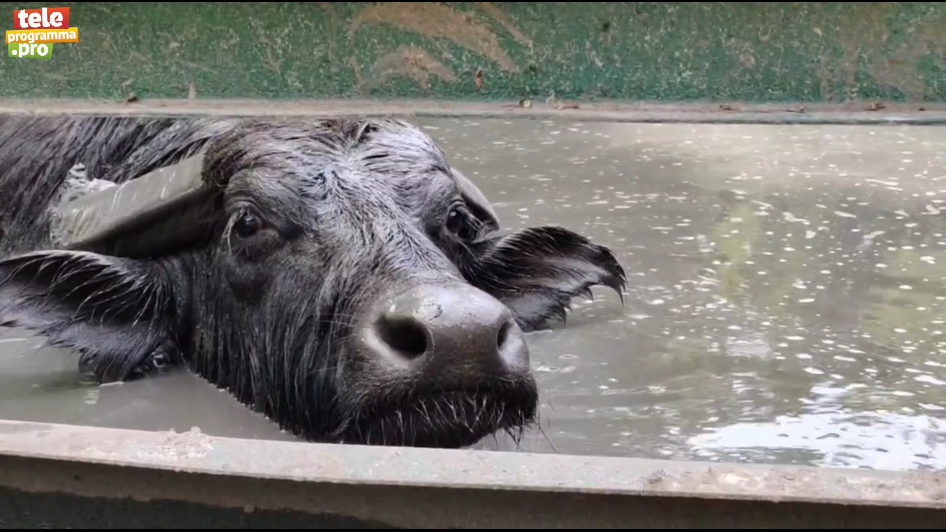 Как спасаются от жары буйволы Арни смотреть онлайн