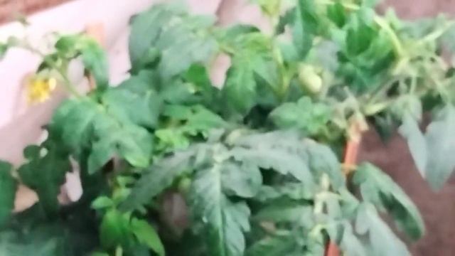 Как поймать вершинку в марте и что с ней делать смотреть онлайн