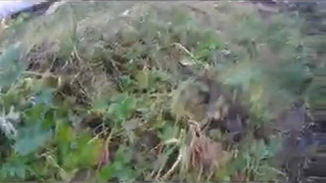 Капуста брокколи, урожай в декабре смотреть онлайн