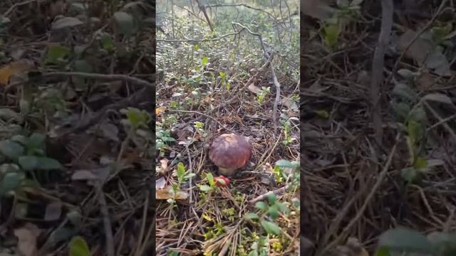 НЕТРОНУТЫЙ ЛЕС ? ГРИБЫ В ЗАСАДЕ ⚠️ КРАСОТА ЛЕСА РАДУЕТ? #грибы #лес #сентябрь #осень #тишина смотреть онлайн