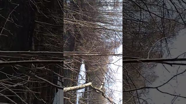 Большое стадо кабанов(2 часть). смотреть онлайн