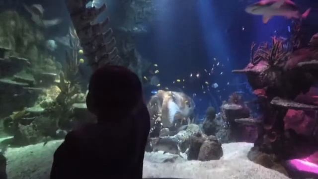 Достопримечательности Финляндии . Океанариум смотреть онлайн