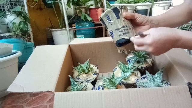 #Aloe#HybridAloe. Unboxing Aloe Varieties|Anna Charitoo смотреть онлайн