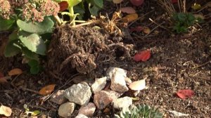 Sony FDR-AX43A - Warm Autumn Day - 1080P/50 FPS