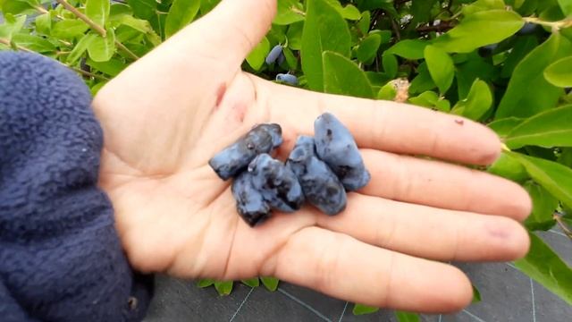 Обзор саженцев жимолости и урожай этих сортов на 20.06.22 смотреть онлайн