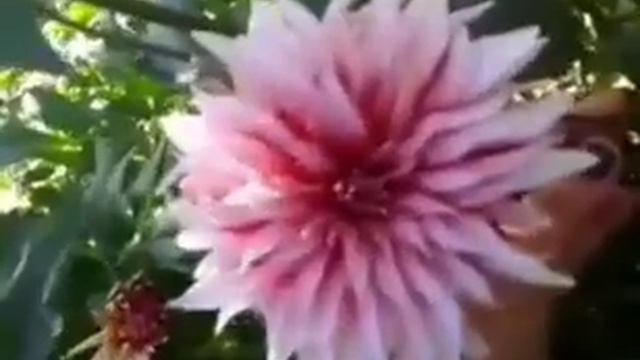 Коллекция георгин 2020-2022 года, более 60 сортов. Часть 2