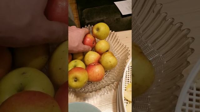 Яблоки Антоновка, Хани Крисп (honey Crisp) спустя 2.5 после съема смотреть онлайн
