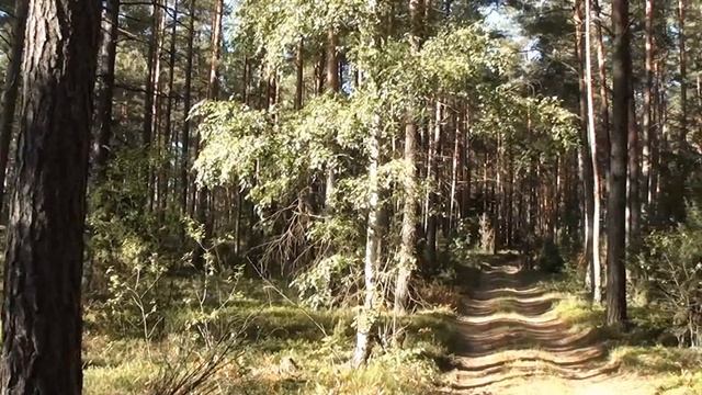 Заказник "Гожский". Поход за грибами смотреть онлайн