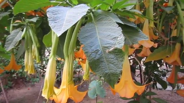 Angel trumpet tree and... Ave Maria смотреть онлайн
