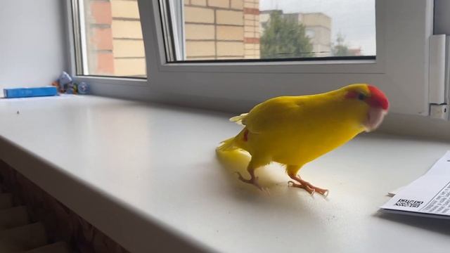 Попугай какарик разговаривает и смотрит в окно