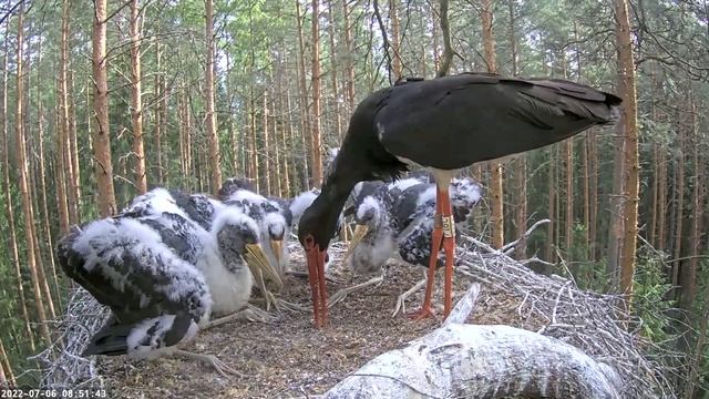 Must toonekurg~Karl has emptied the fish basket? ?~8:47 a.m. 2022/07/06 смотреть онлайн