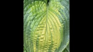 Хоста парадигм(hosta paradigm) сад хост в Бийске