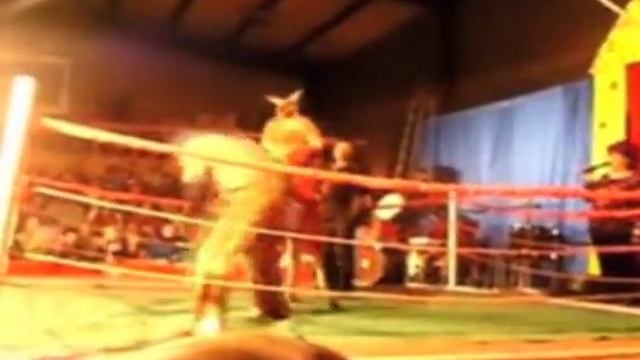 !!BOXING 'ROCKY' KANGAROO IN CRUEL COMIC ACT!! смотреть онлайн