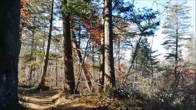 Дорога в Тайгу - Ролик для релаксации /Тайга приморская/ смотреть онлайн