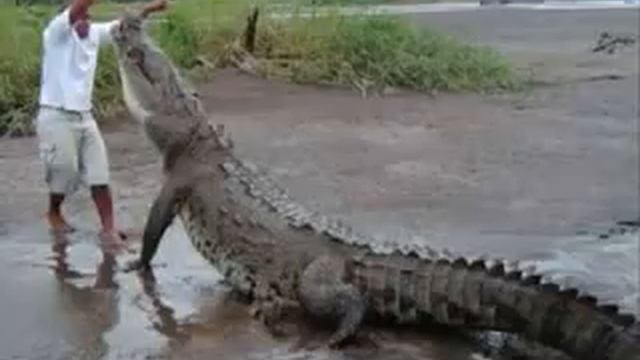 Самые большие животные в мире