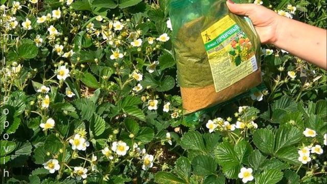 Подкормка Клубники в Июне Во Время Цветения КЛУБНИКА ЗАВАЛИТ ВАС КРУПНЫМИ ЯГОДАМИ смотреть онлайн