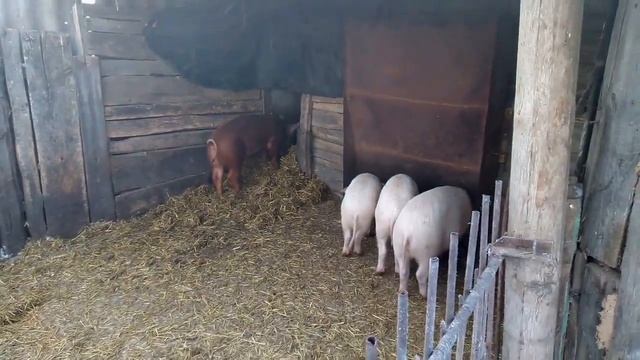 Купили поросят порода дюрок. смотреть онлайн