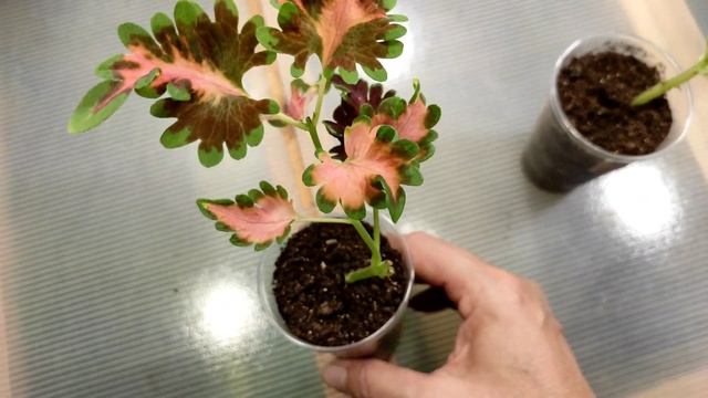 Колеусы в конце ноября, немного о сортах и о содержании. смотреть онлайн