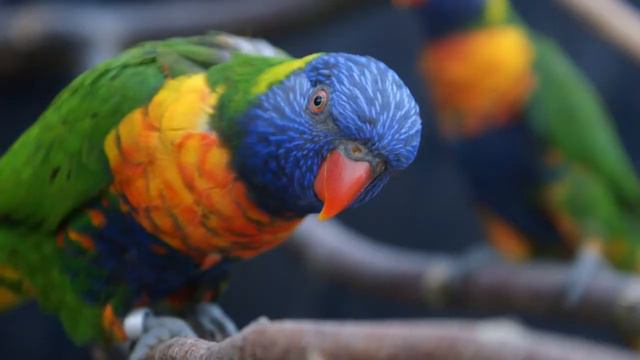 Parrot Beak Tapping Behavior Explained смотреть онлайн