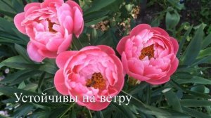 Ранний Пион « Coral Supreme « ( Корал Сьюприм ) / Цветение