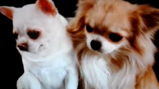 Чихуахуа смотреть онлайн