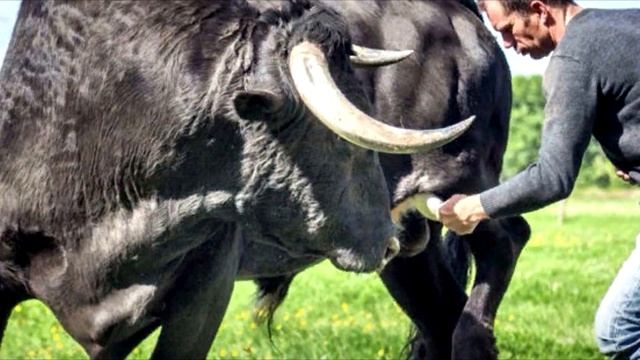 Мужчина спас быка от смерти на корриде, и вот как он отплатил ему за это