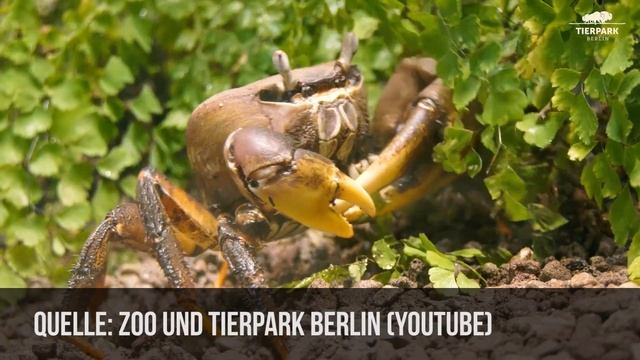 Tierpark Berlin | Zoo Eindruck смотреть онлайн