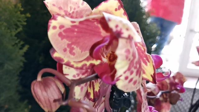 Бабочки, трилипсы, бабулетки - нашествие мутантов на Омск в свежем завозе орхидей Экофлоры. смотреть онлайн