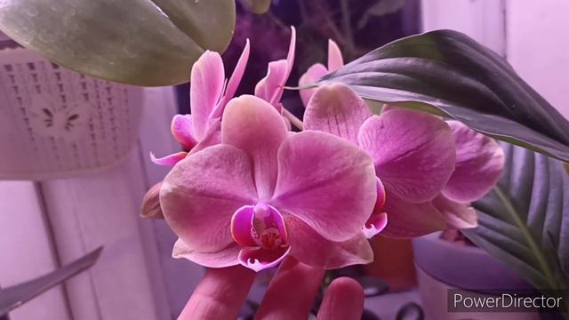 Орхидеи и не только в октябре. Цветение. смотреть онлайн