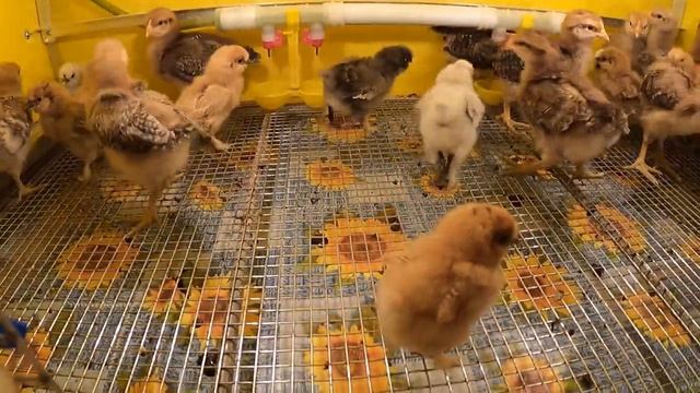 ЦЫПЛЯТА шёлки и билефельдер / ПОДСТРИГЛА шёлковых цыплят / КУРЫ птицы птенцы / питомник Мари Мистик смотреть онлайн