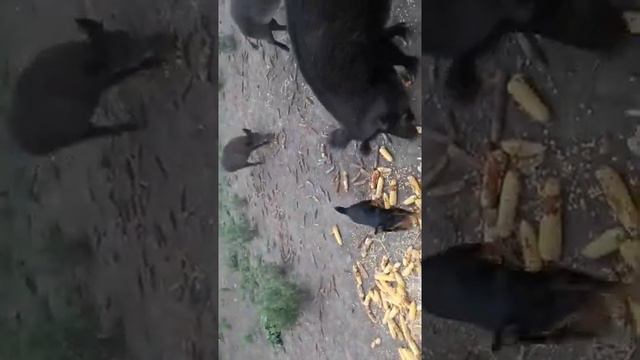 Притравка Немецкого ягдтерьера на кабана . смотреть онлайн