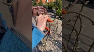 Весення обрезка ивы козьей
