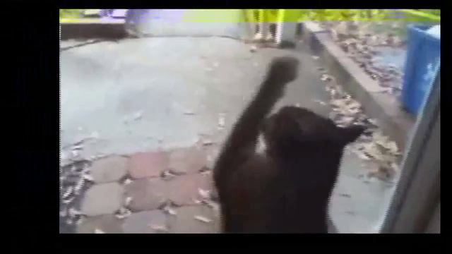 Смешные коты 12/ Funny Cat Fails 2014 12 смотреть онлайн