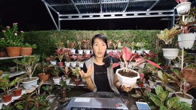 Live - MERAWAT AGLAONEMA DI DAERAH PANAS (Dataran Rendah) смотреть онлайн