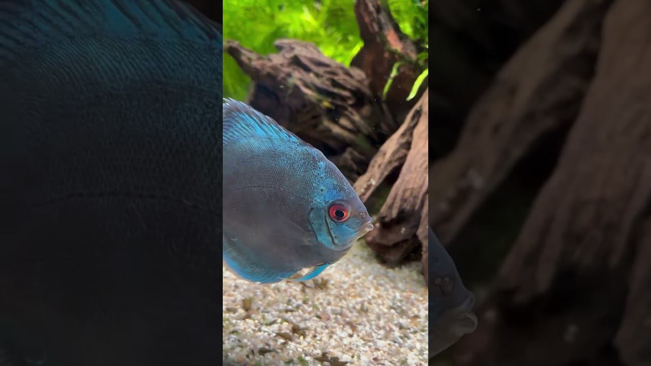 Дискус голубой алмаз смотреть онлайн