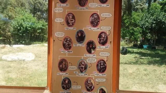 Сафари Рамат -Ган Израиль. Очень много попугаев,орангутанги,обезьяны,горилы и т.д. смотреть онлайн